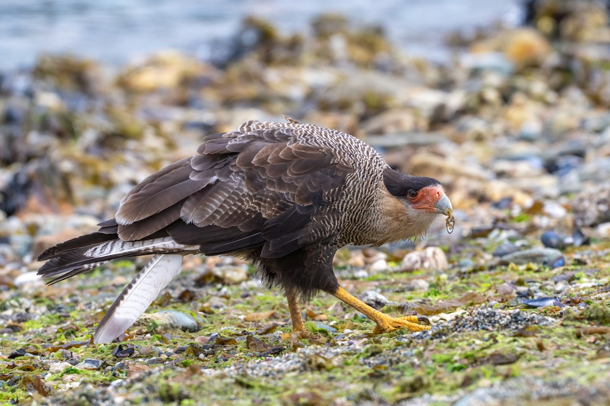 Crested Caracara - ML631708634