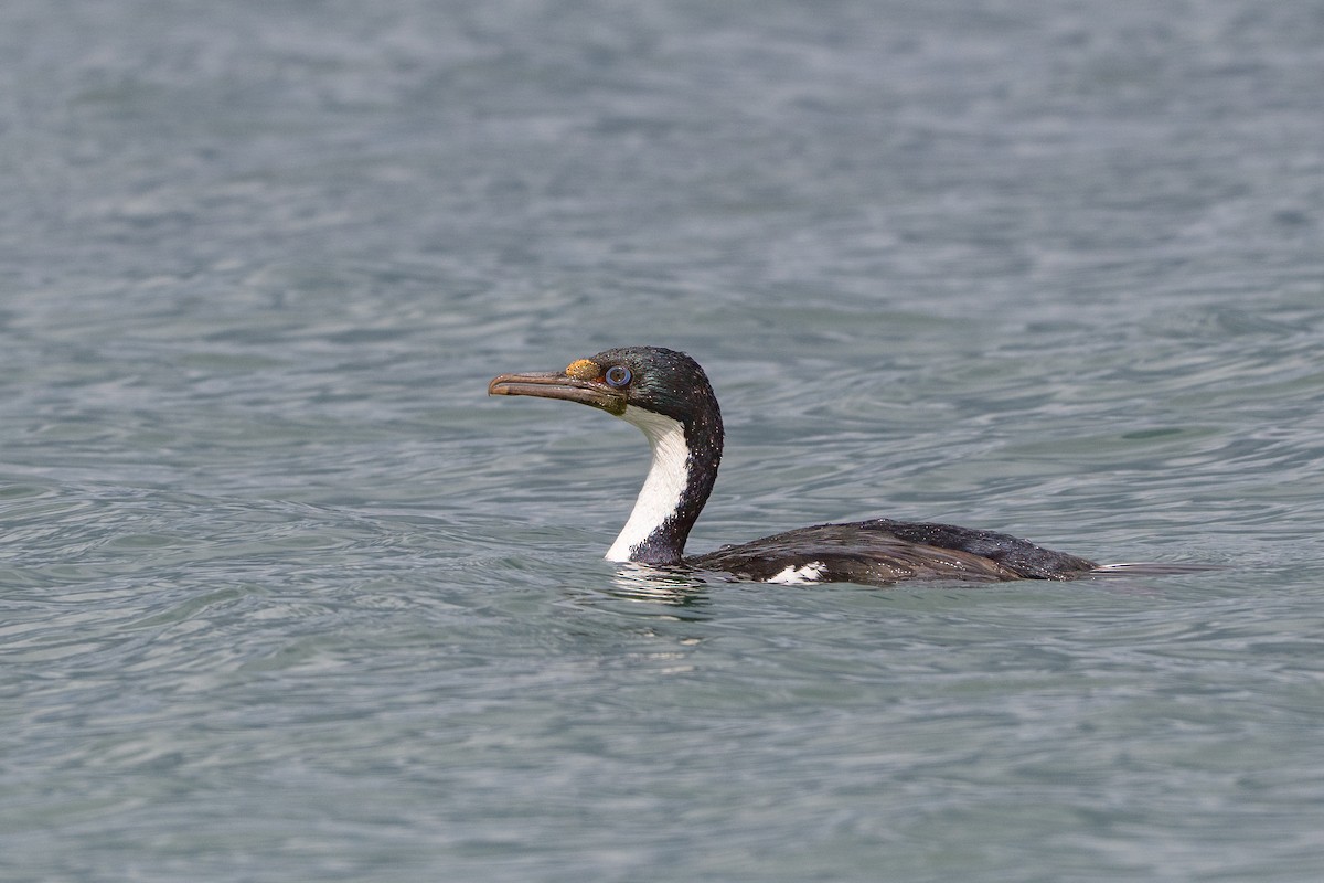 Imperial Cormorant - ML631708642