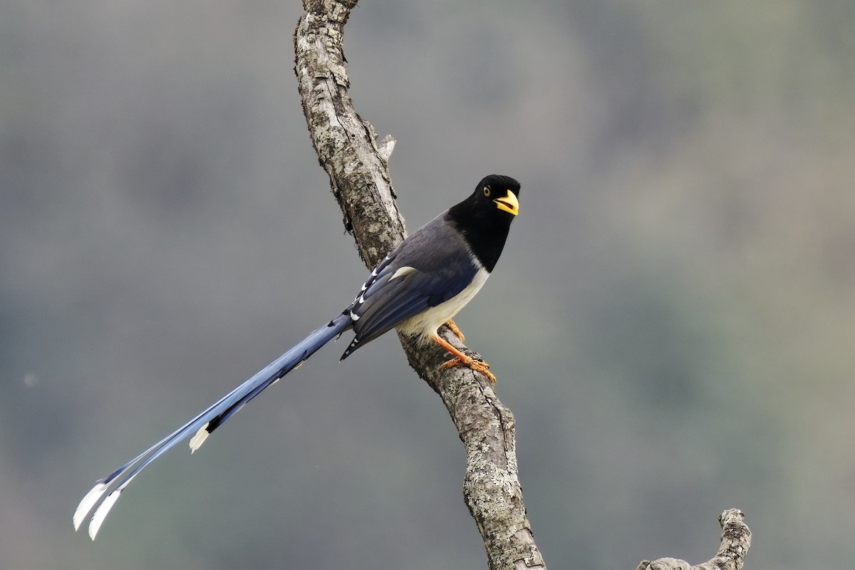 Yellow-billed Blue-Magpie - ML631708778