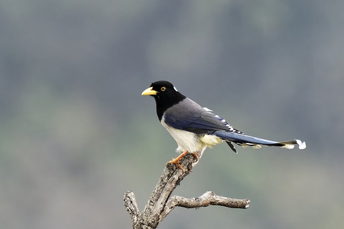 Yellow-billed Blue-Magpie - ML631708793