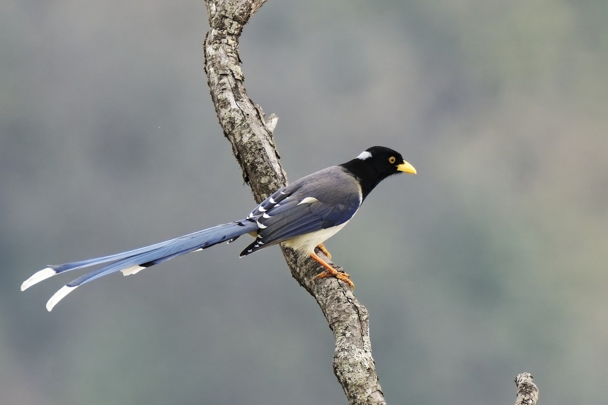 Yellow-billed Blue-Magpie - ML631708794