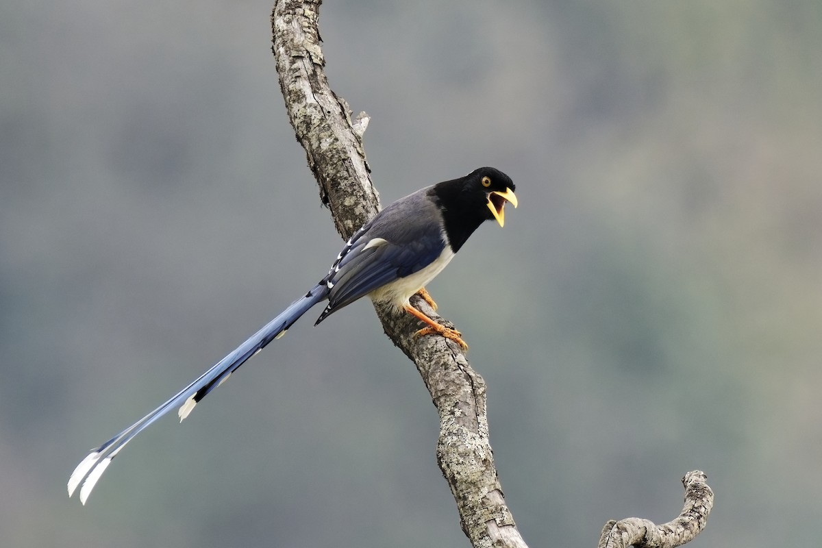 Yellow-billed Blue-Magpie - ML631708795