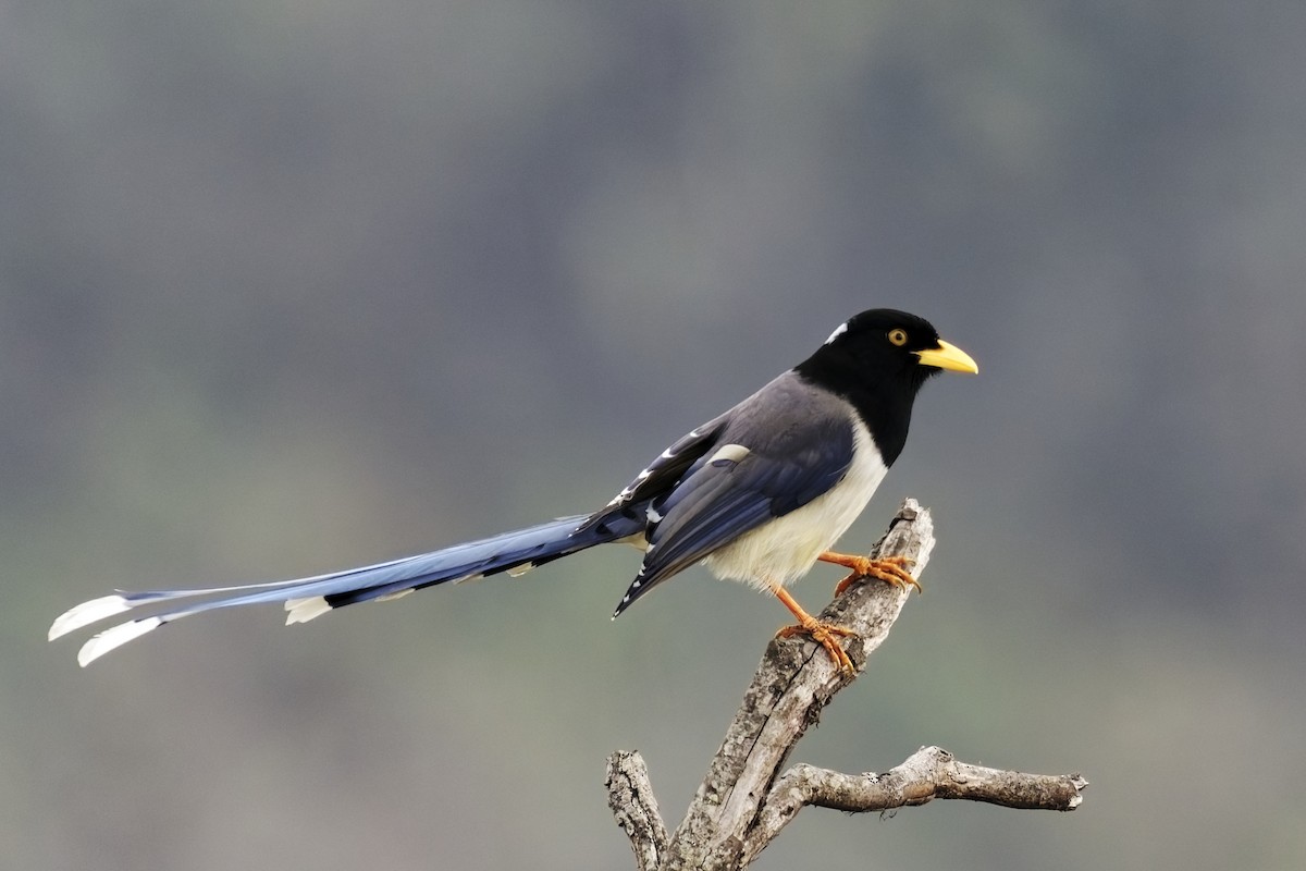 Yellow-billed Blue-Magpie - ML631708805