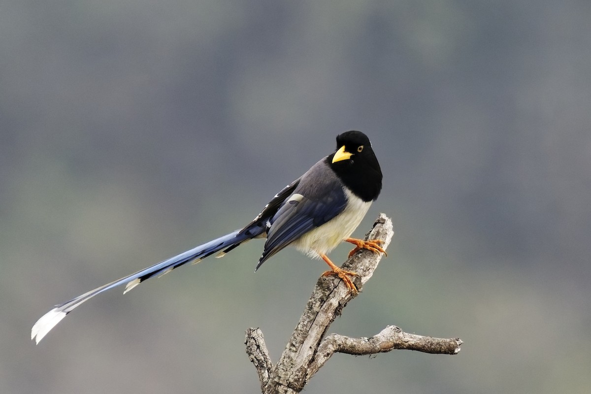 Yellow-billed Blue-Magpie - ML631708806