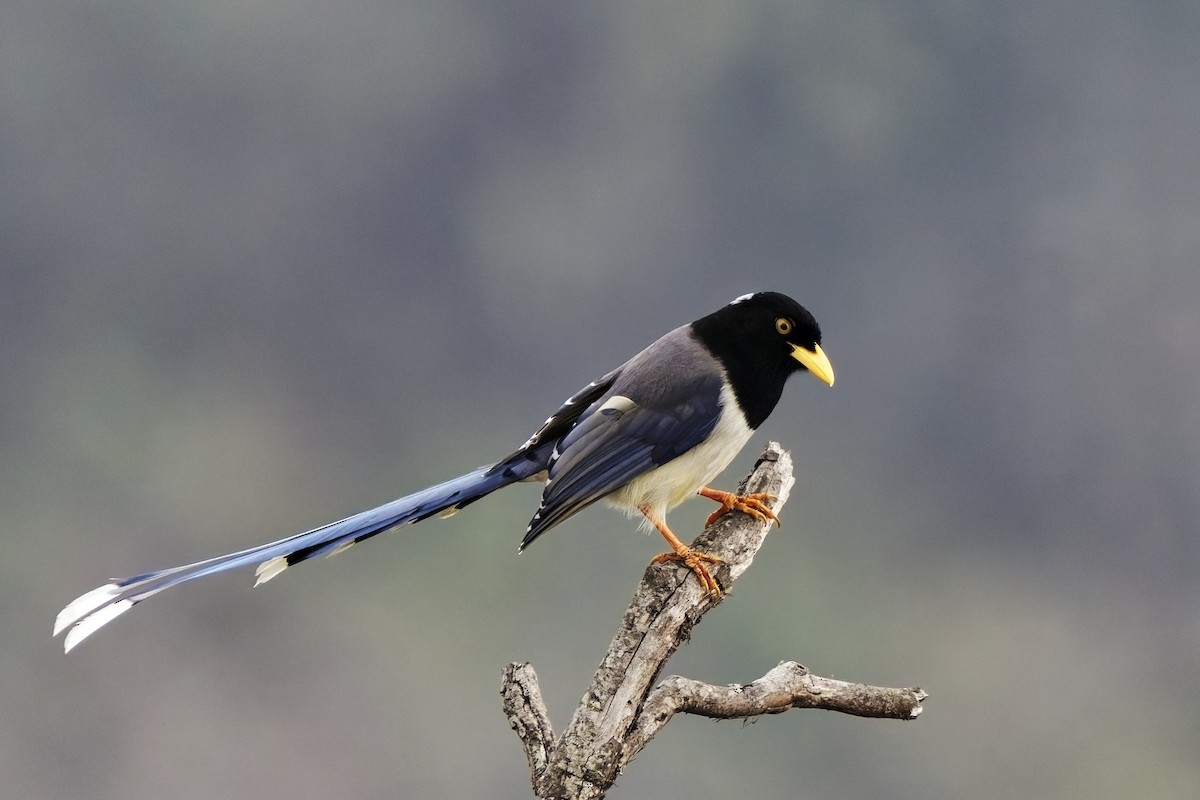 Yellow-billed Blue-Magpie - ML631708817