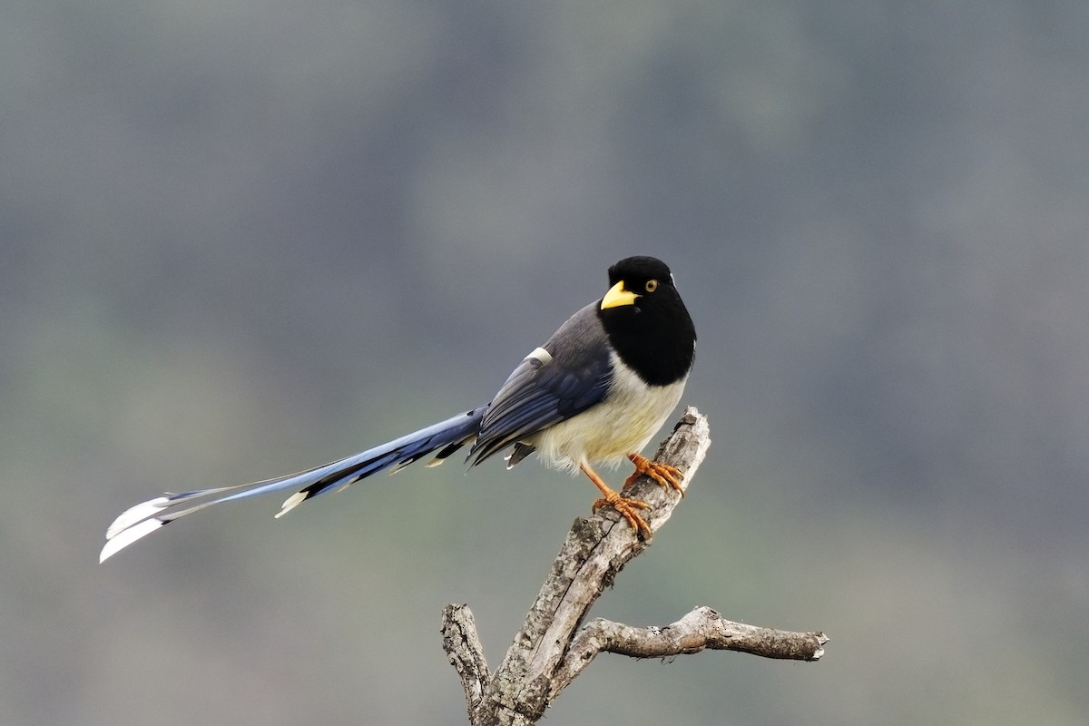 Yellow-billed Blue-Magpie - ML631708818