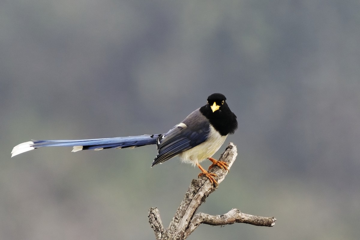 Yellow-billed Blue-Magpie - ML631708836