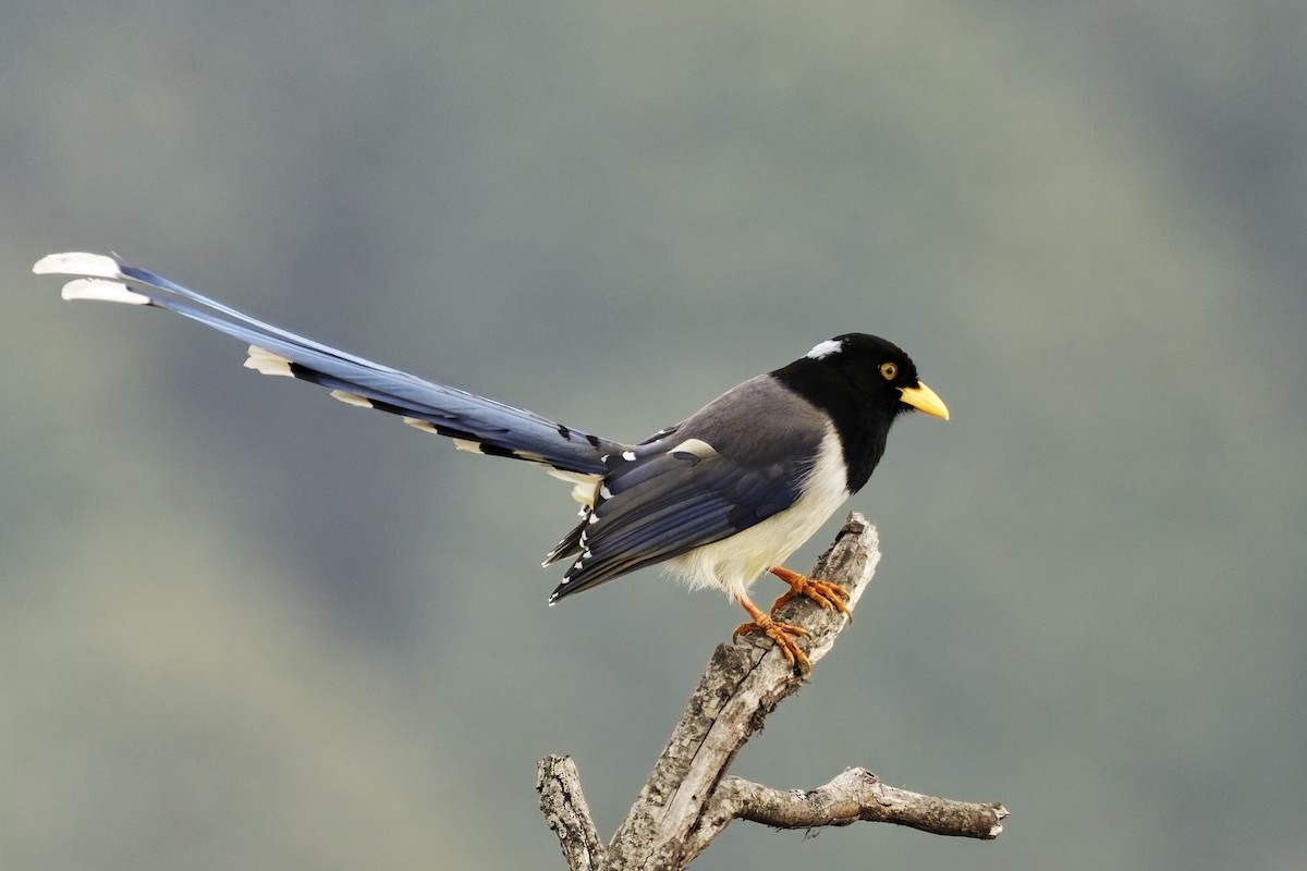 Yellow-billed Blue-Magpie - ML631708837