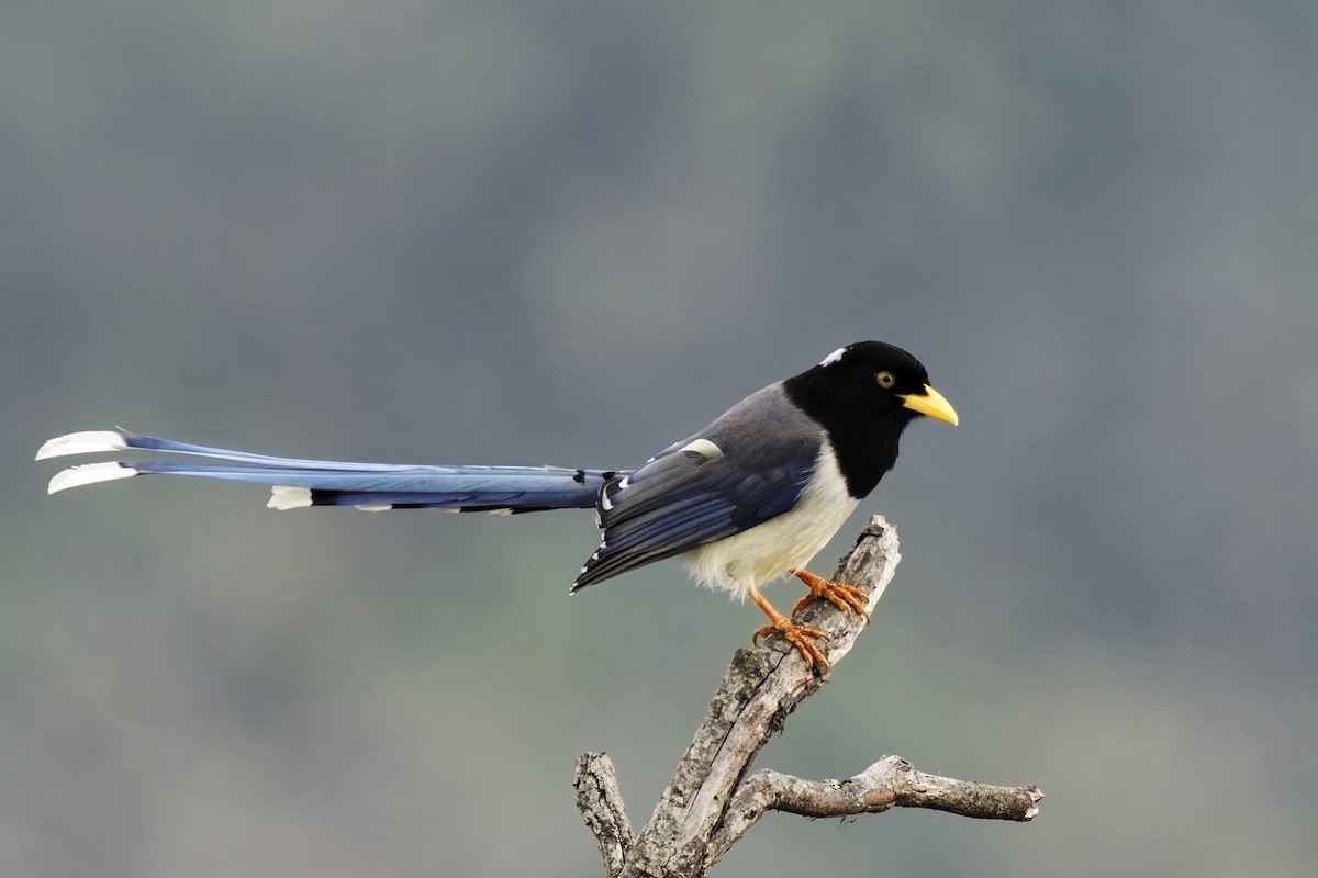 Yellow-billed Blue-Magpie - ML631708838