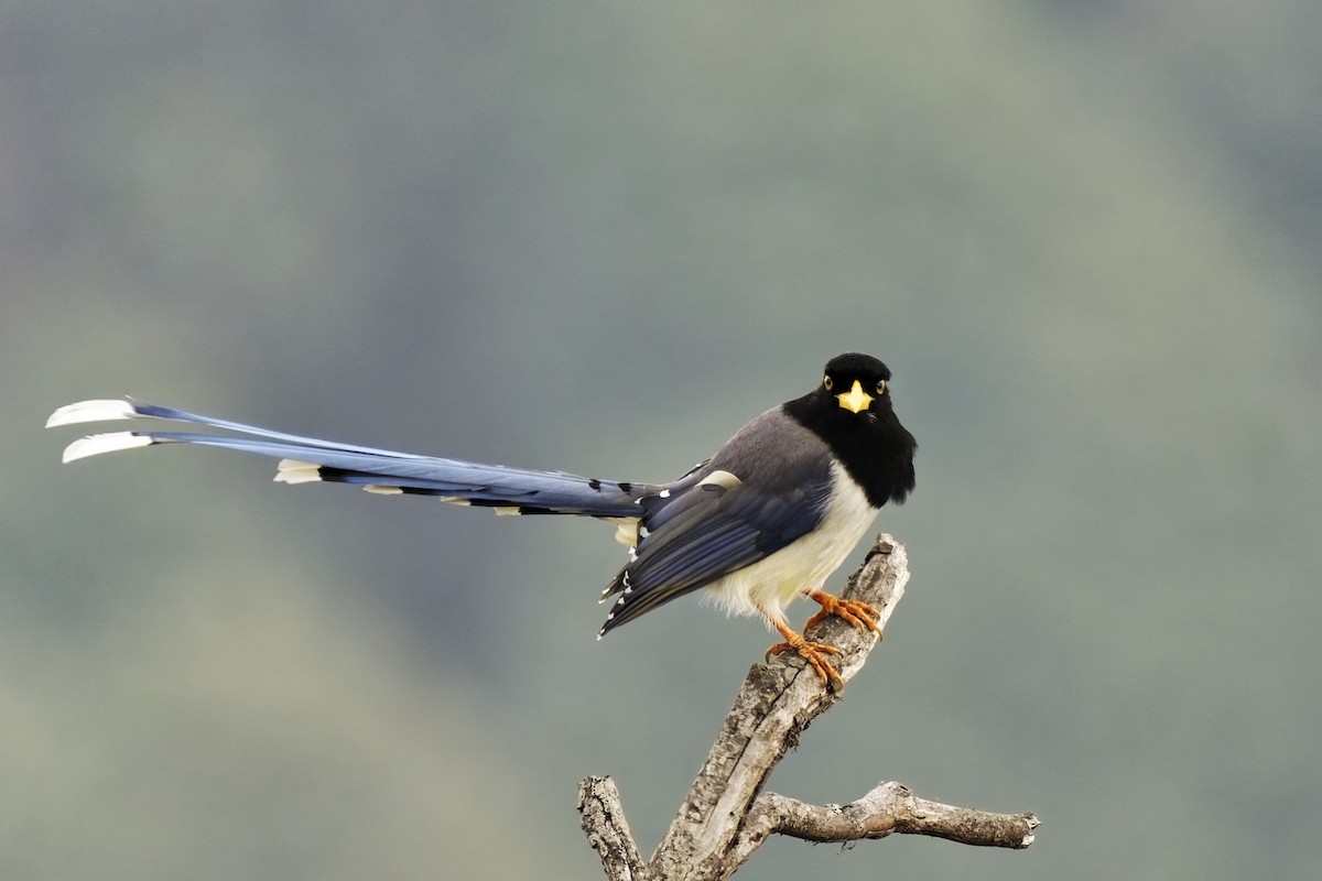 Yellow-billed Blue-Magpie - ML631708865