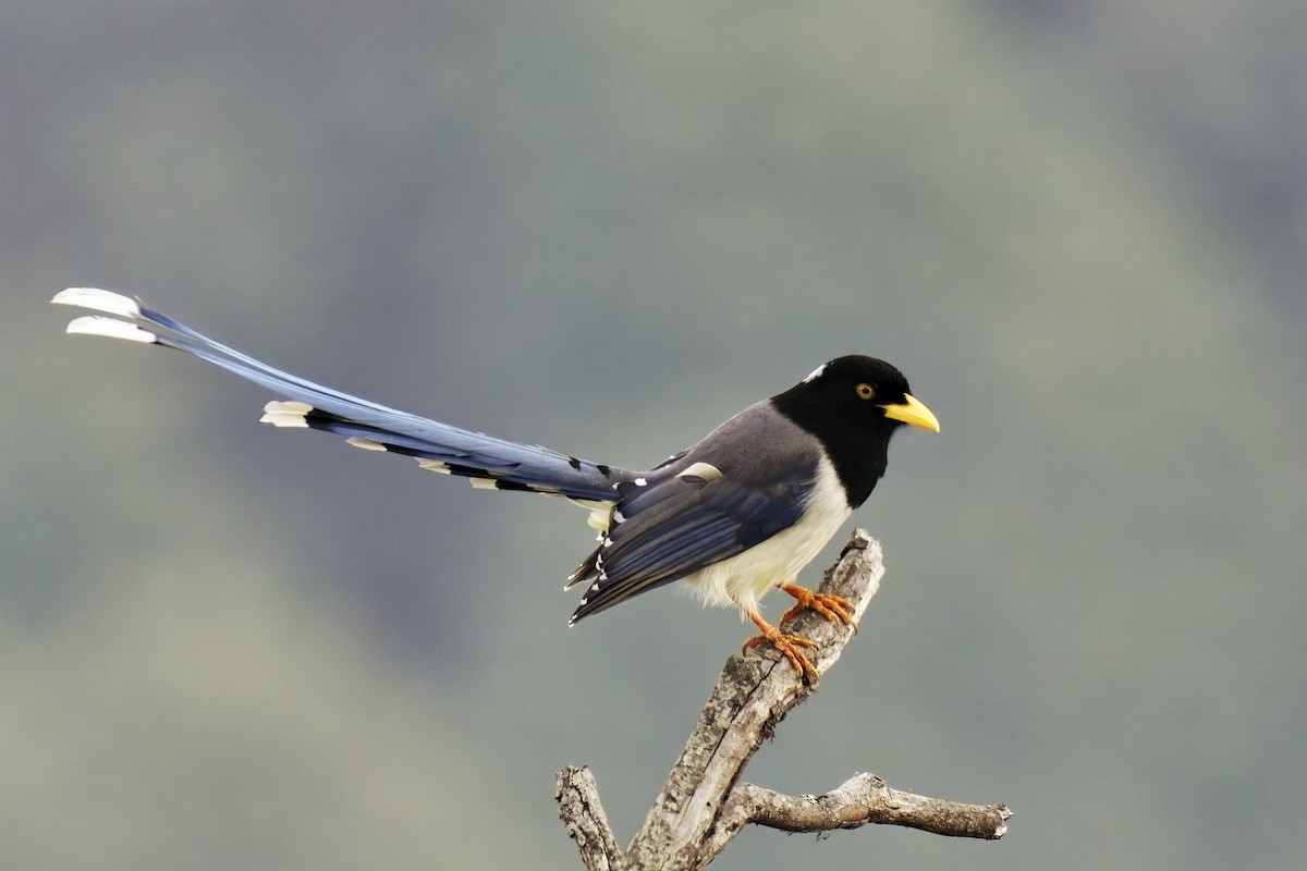 Yellow-billed Blue-Magpie - ML631708866