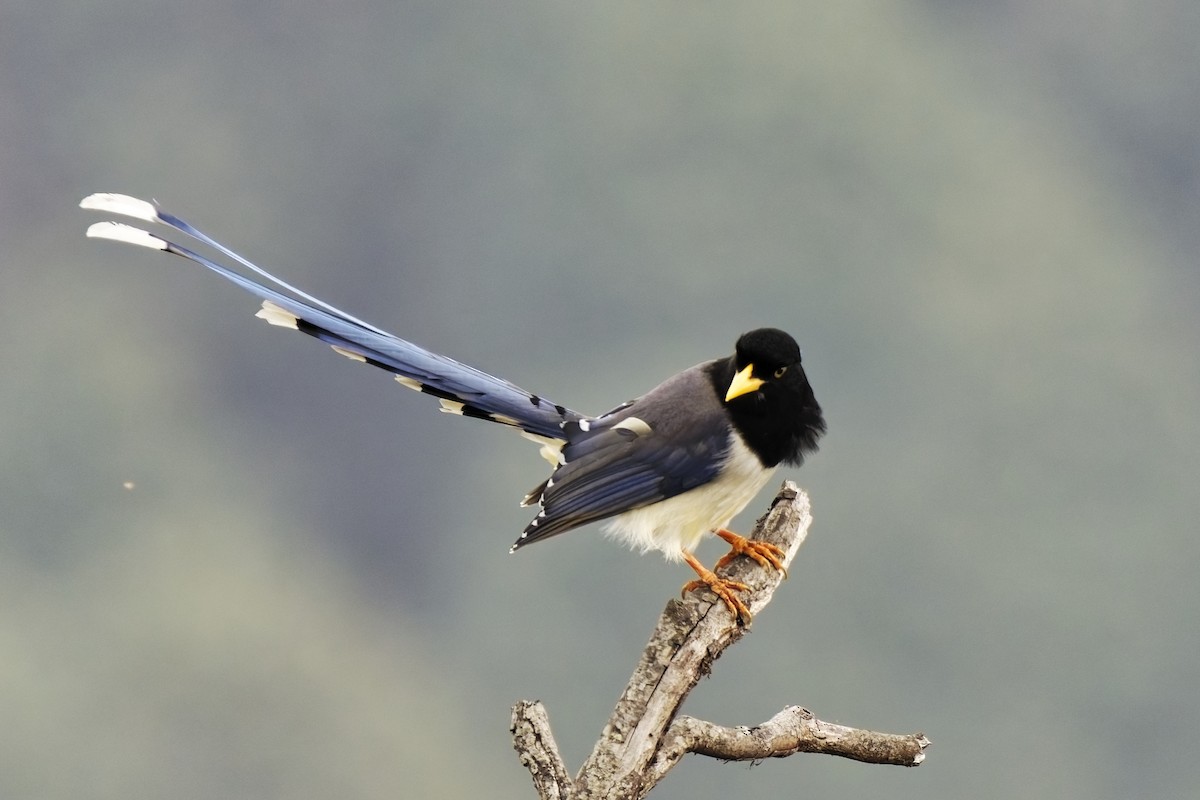 Yellow-billed Blue-Magpie - ML631708870