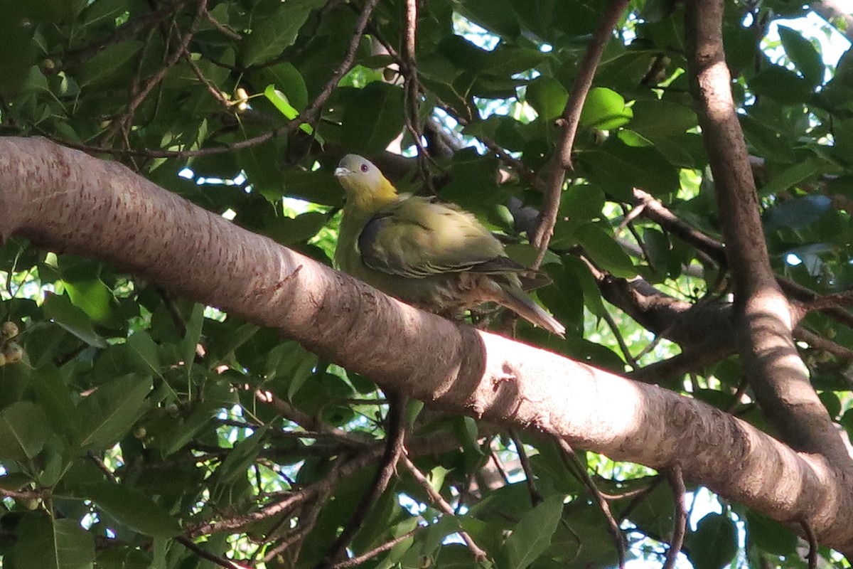Yellow-footed Green-Pigeon - ML631708910