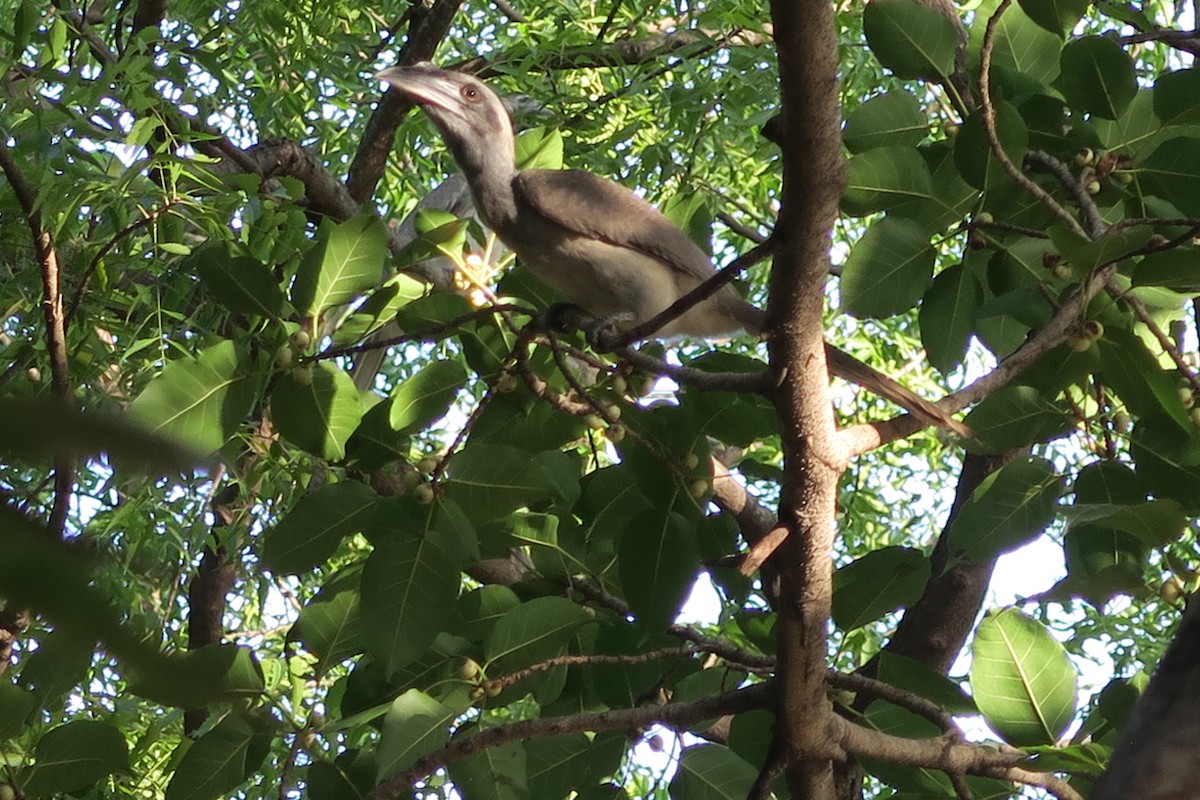Indian Gray Hornbill - ML631708940