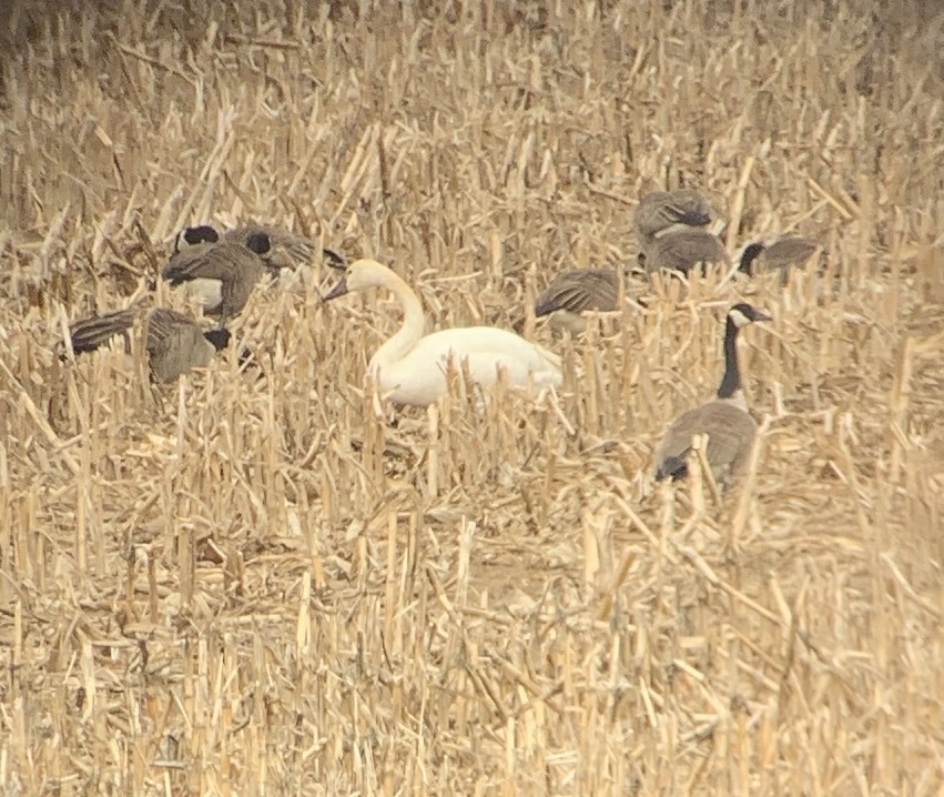 labuť malá - ML631709005