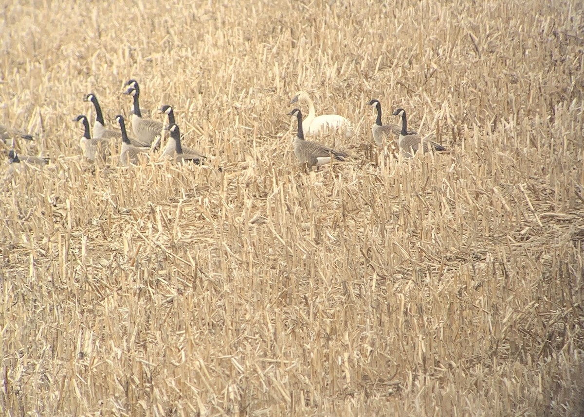 labuť malá - ML631709006