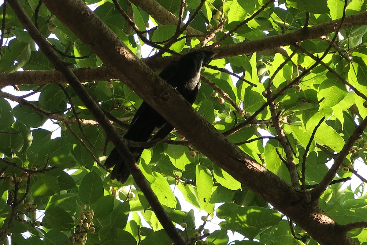 Asian Koel - ML631709018