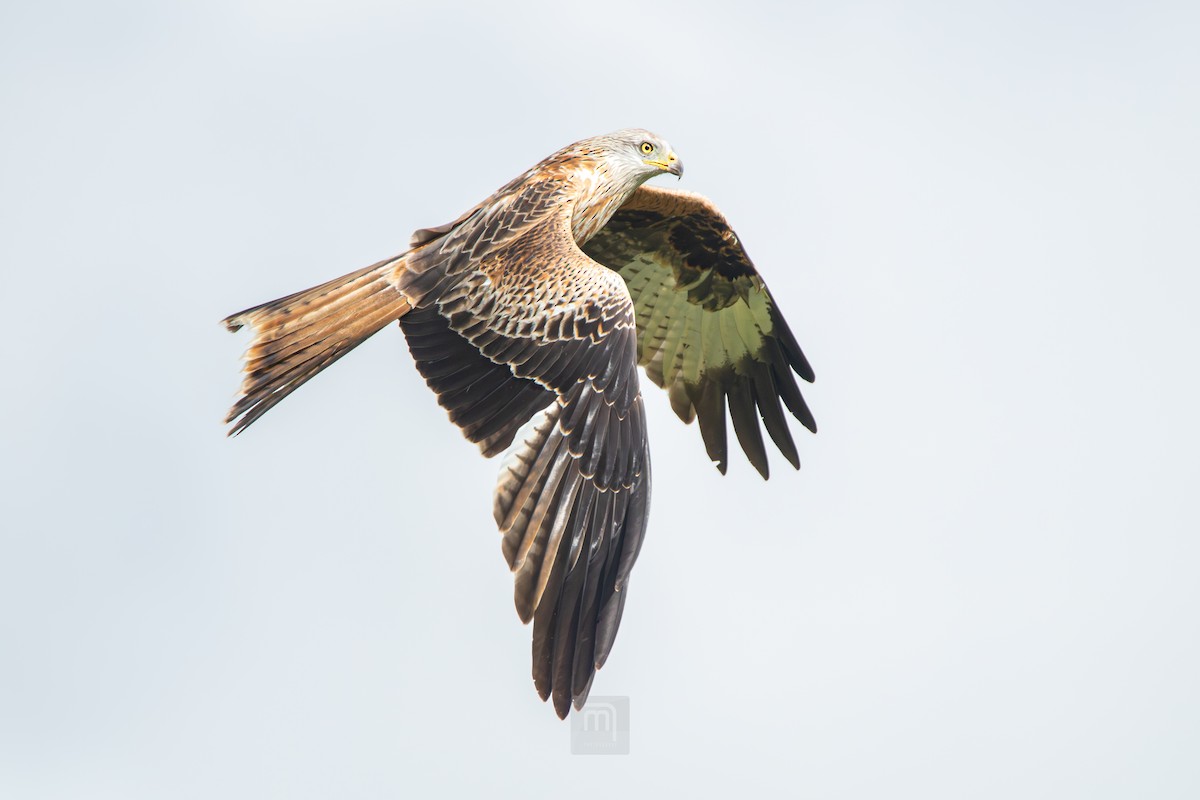 Red Kite - ML631709055