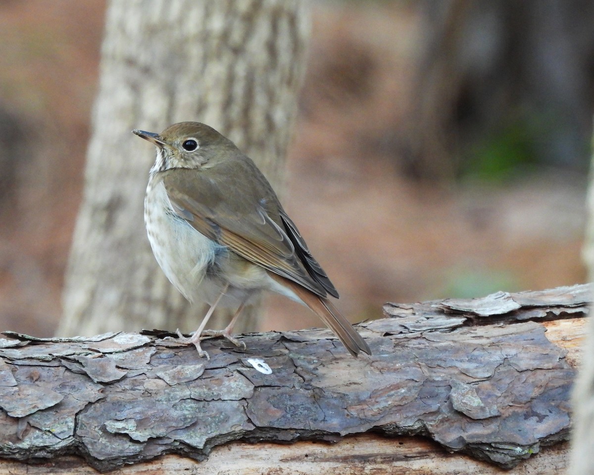 Hermit Thrush - ML631709169