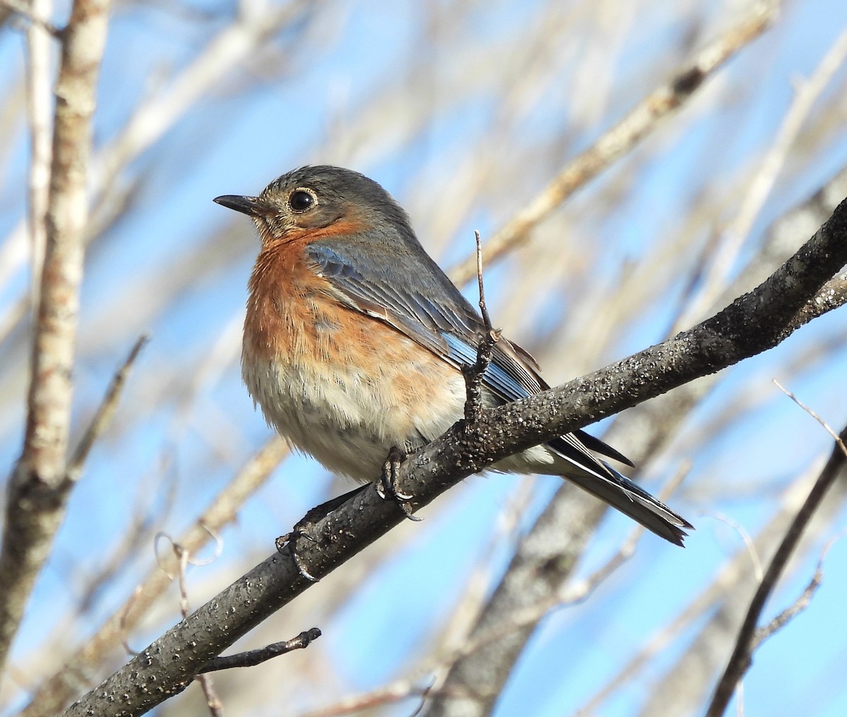 Eastern Bluebird - ML631709177