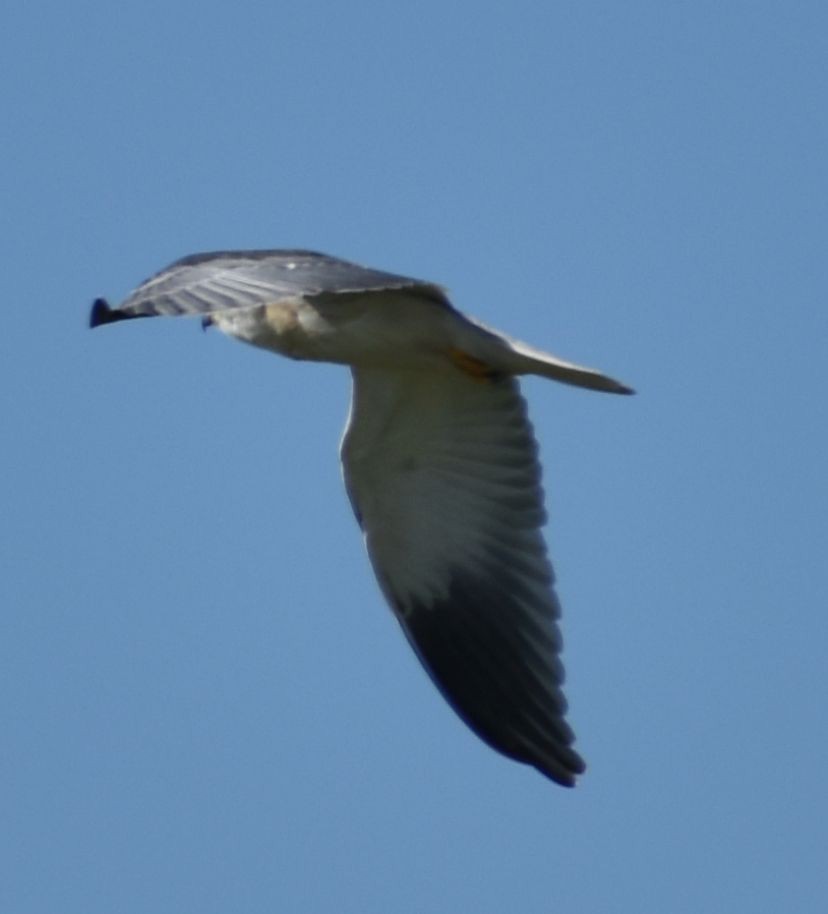 Black-winged Kite - ML631709252