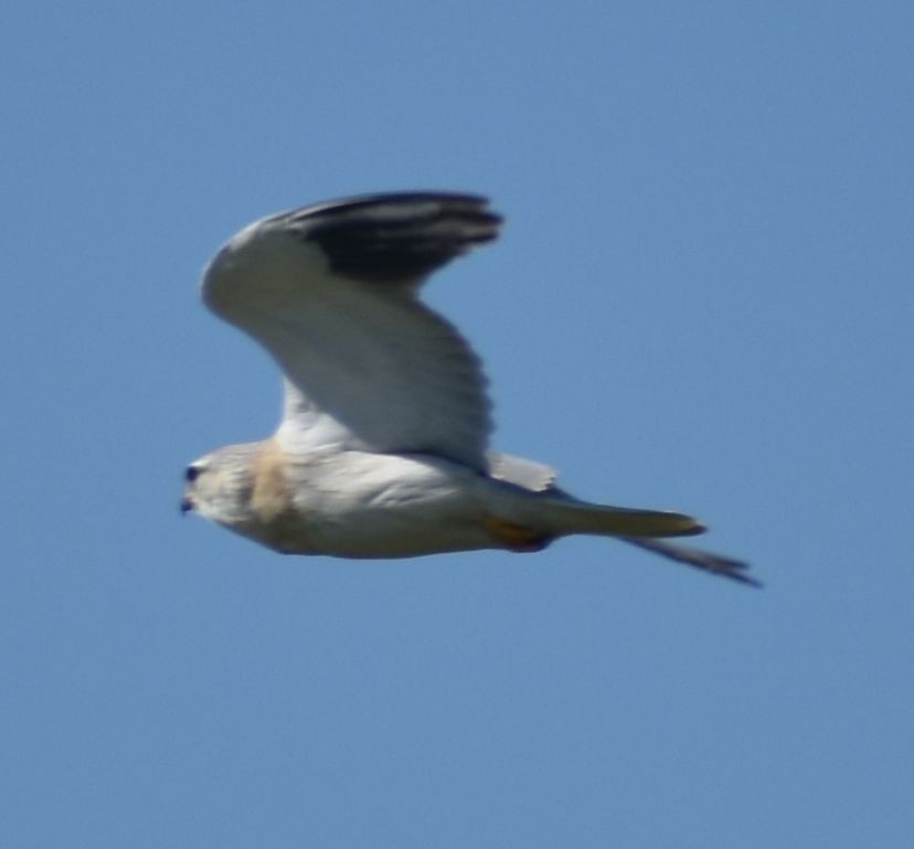 Black-winged Kite - ML631709253
