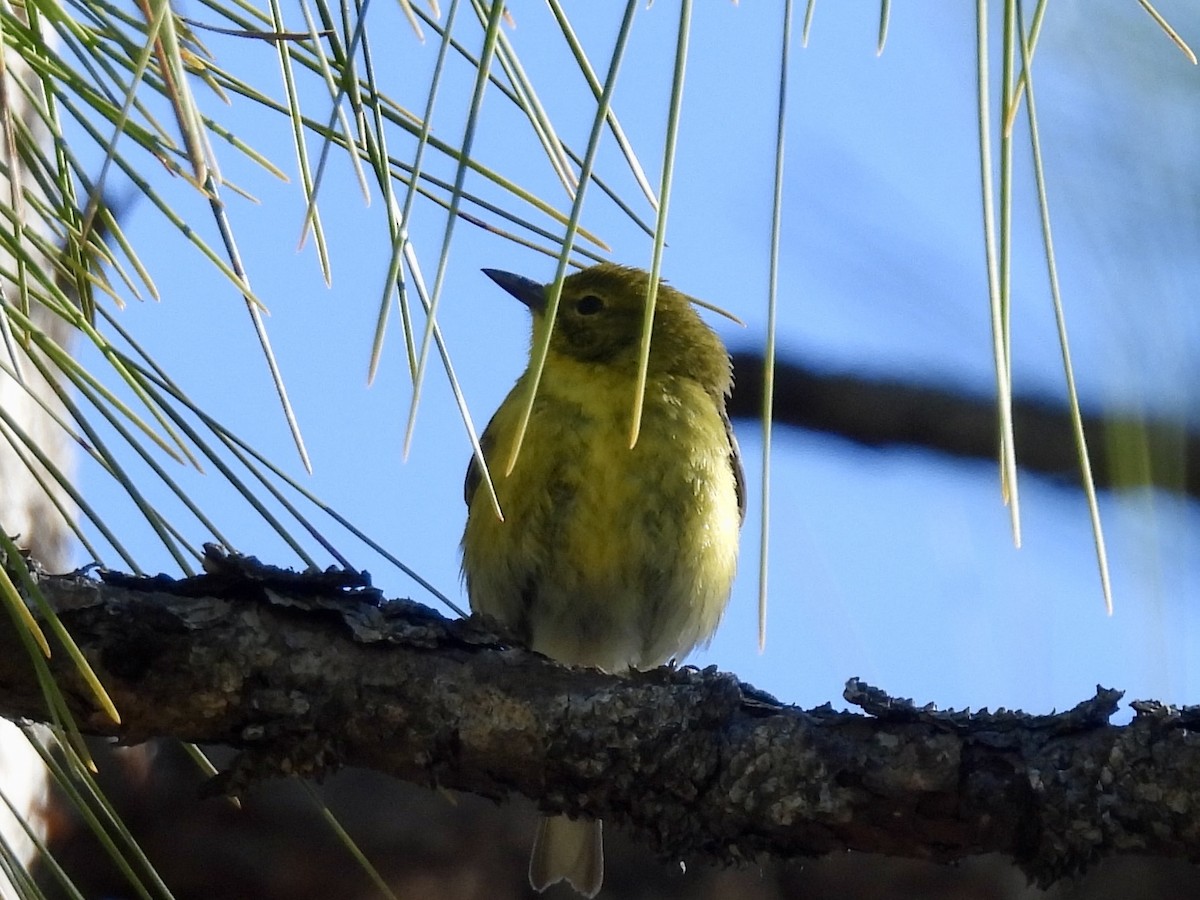Pine Warbler - ML631709304