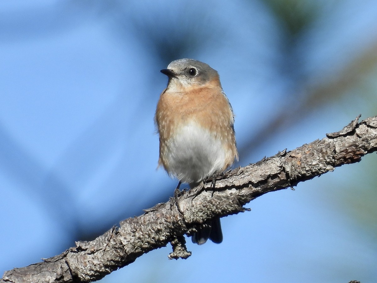 Eastern Bluebird - ML631709313