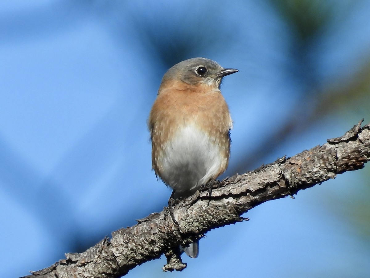 Eastern Bluebird - ML631709314