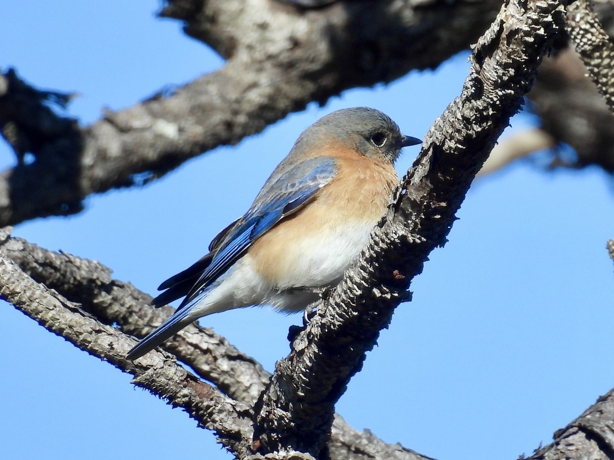 Eastern Bluebird - ML631709315