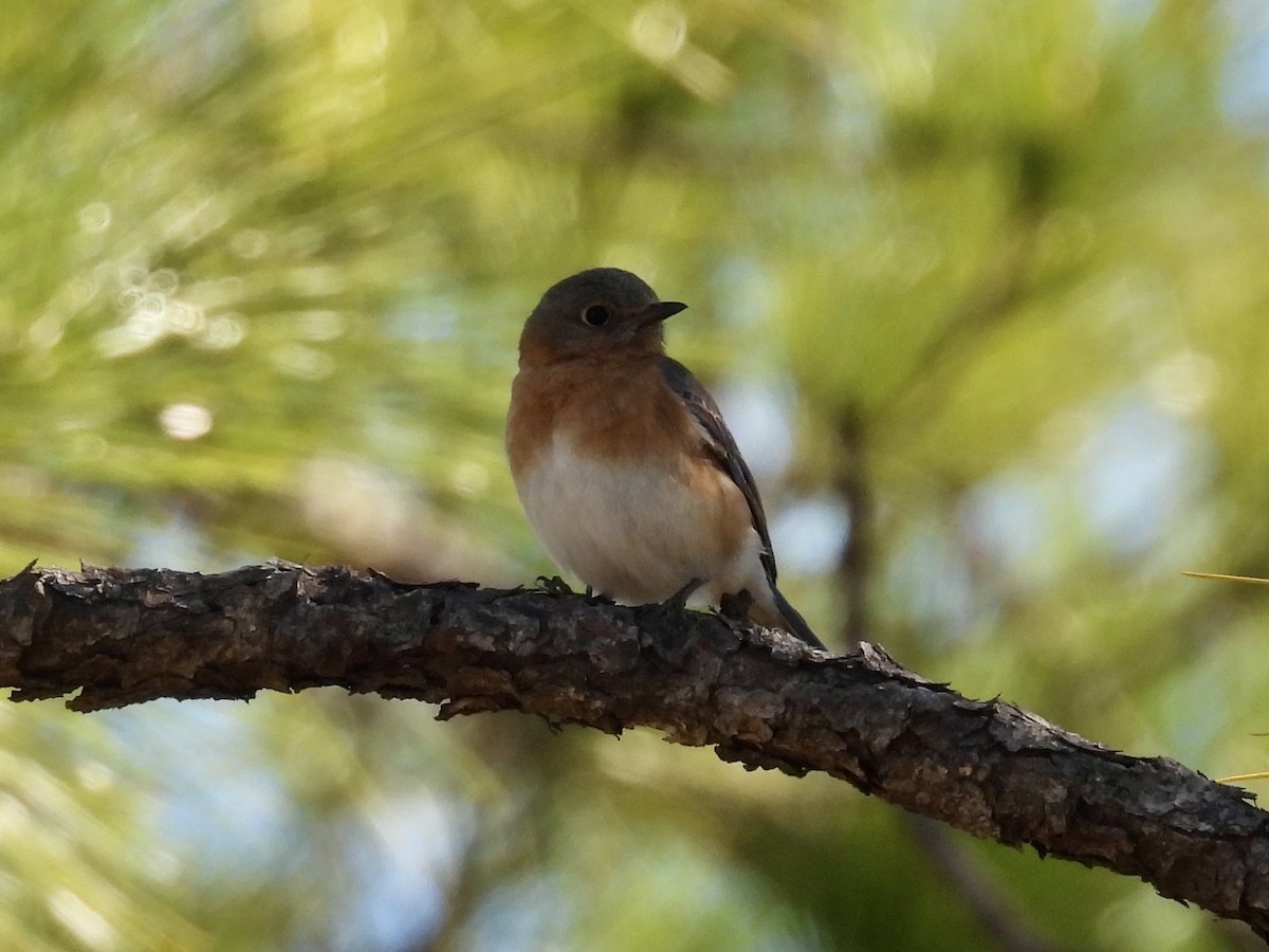 Eastern Bluebird - ML631709320