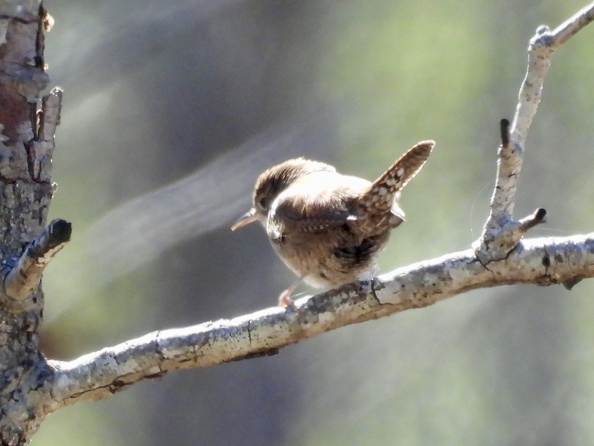 Northern House Wren - ML631709323