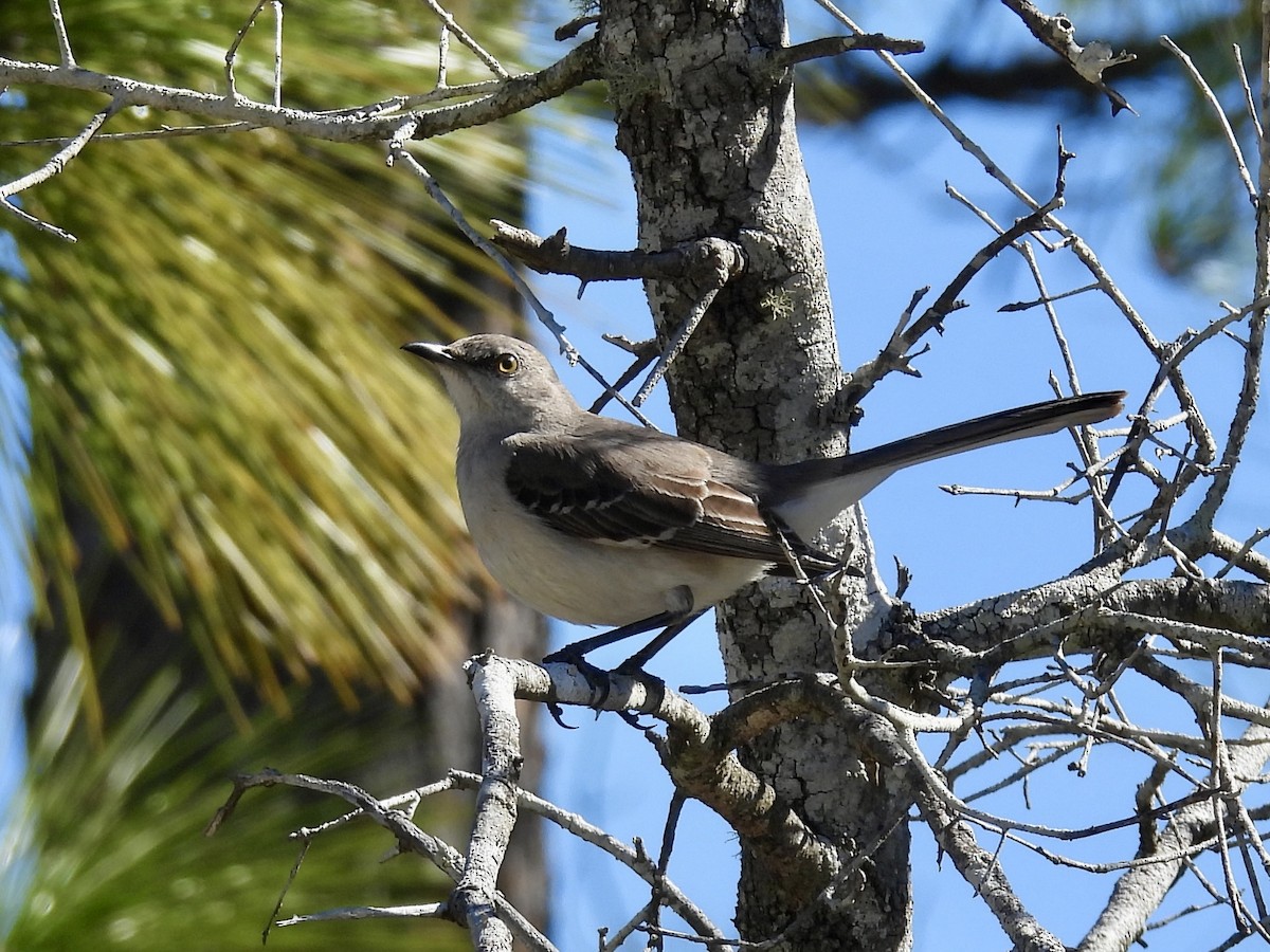 Northern Mockingbird - ML631709324