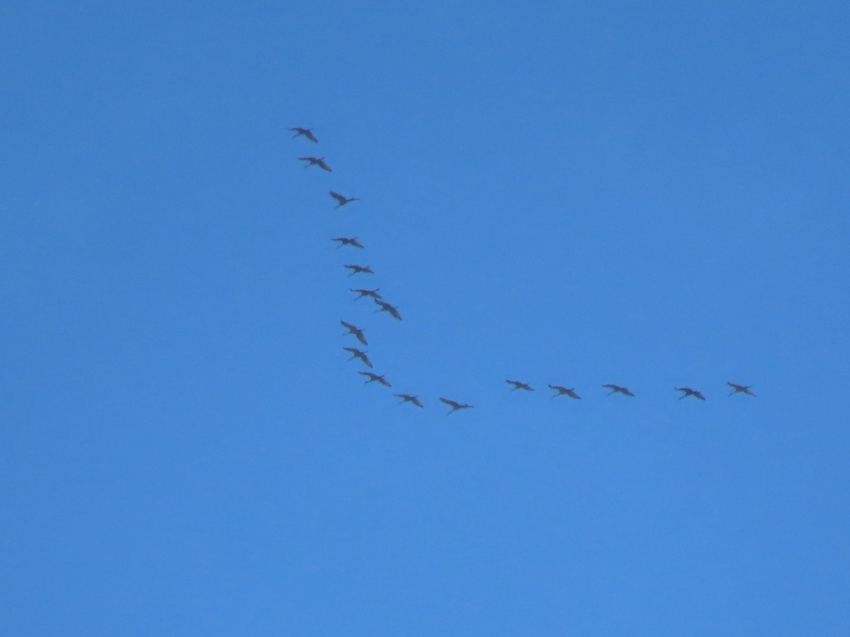 Sandhill Crane - ML631709401