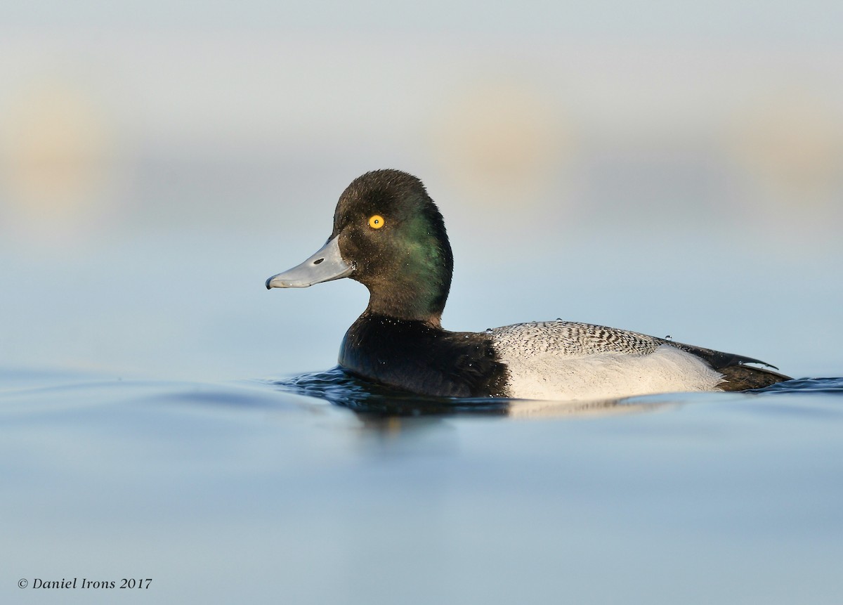 Lesser Scaup - ML63170941