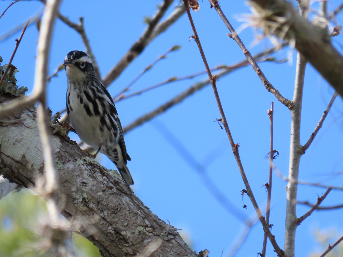 Black-and-white Warbler - ML631709426