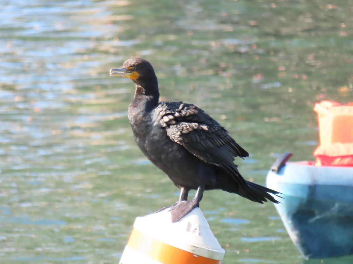 Double-crested Cormorant - ML631709474