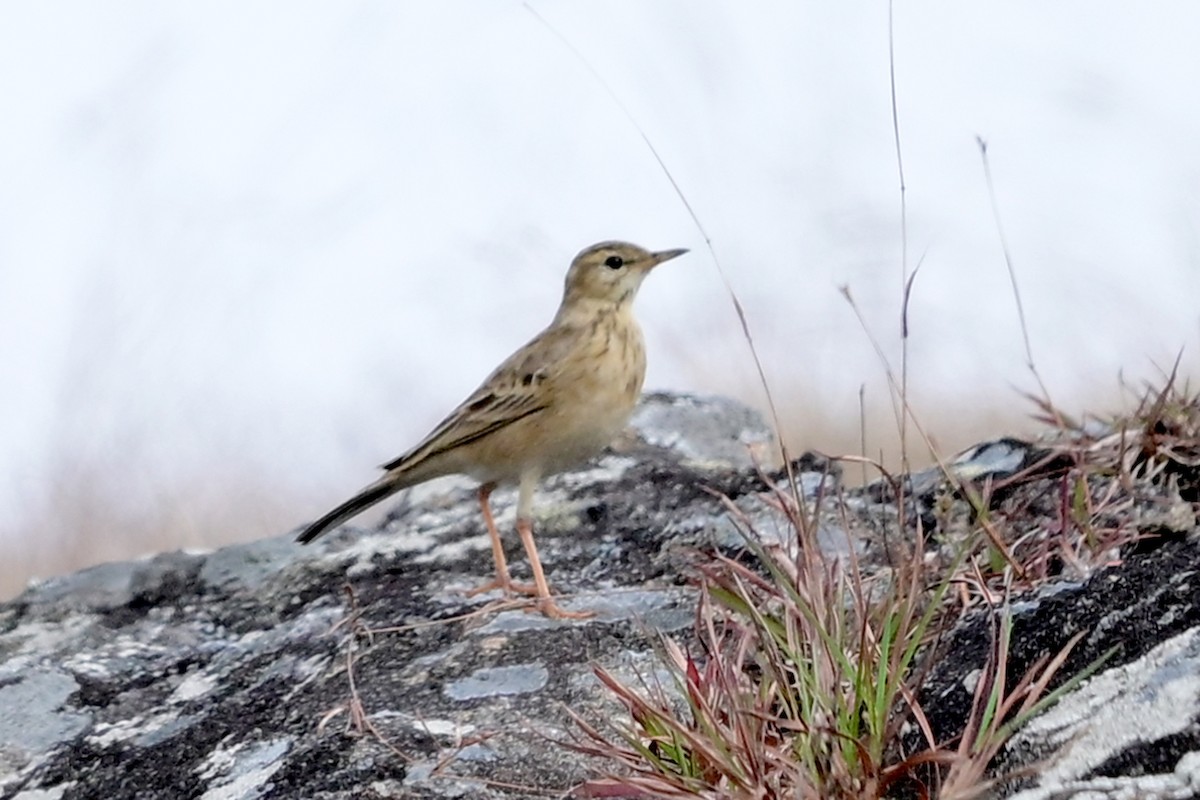 Brachpieper - ML631709505