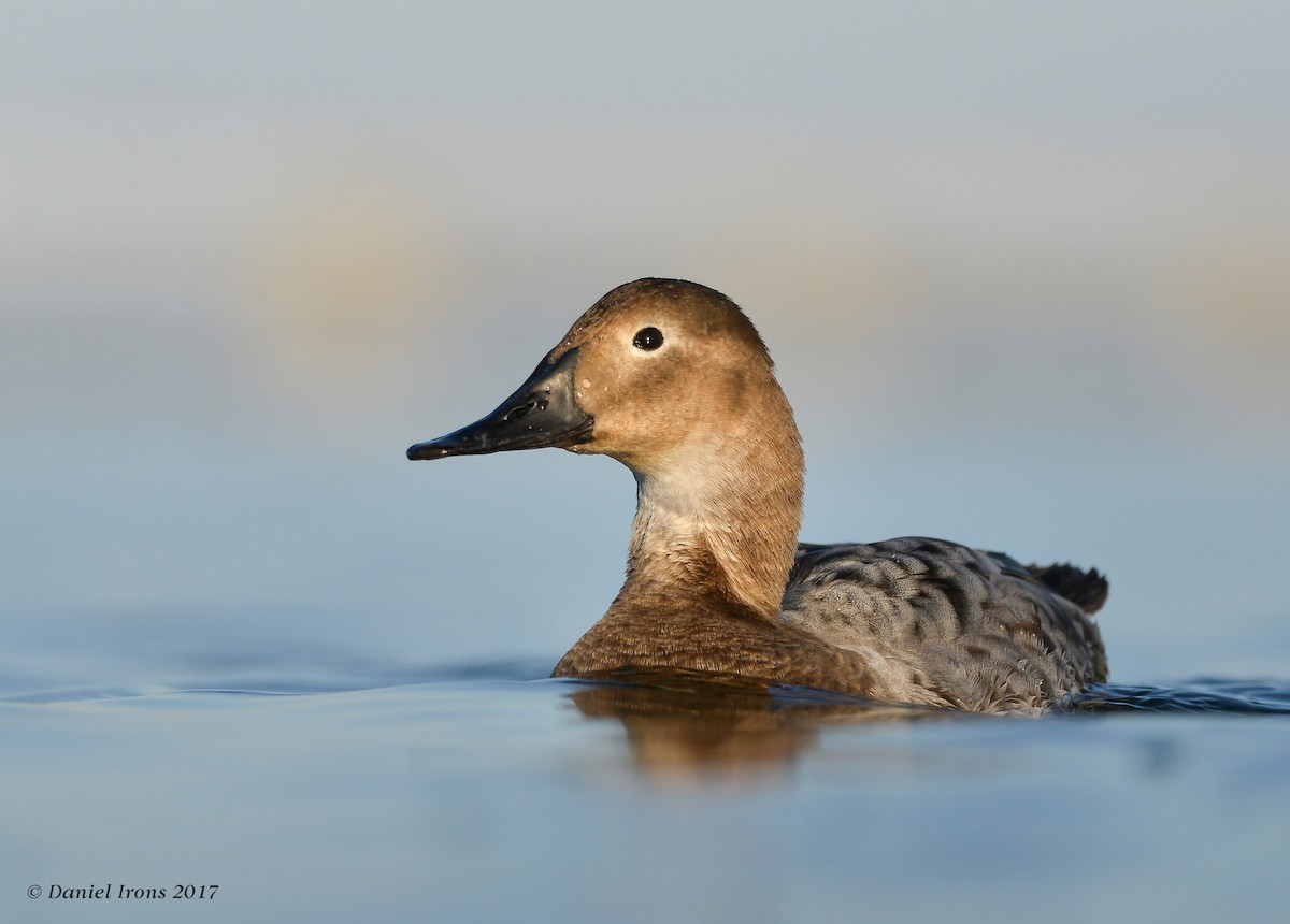 Canvasback - ML63170951