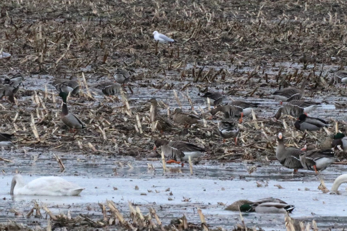 Oca lombardella - ML631709599