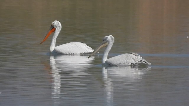 Great White Pelican - ML631709709