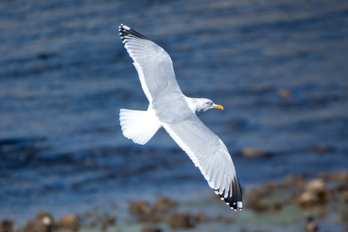 American Herring Gull - ML631709768