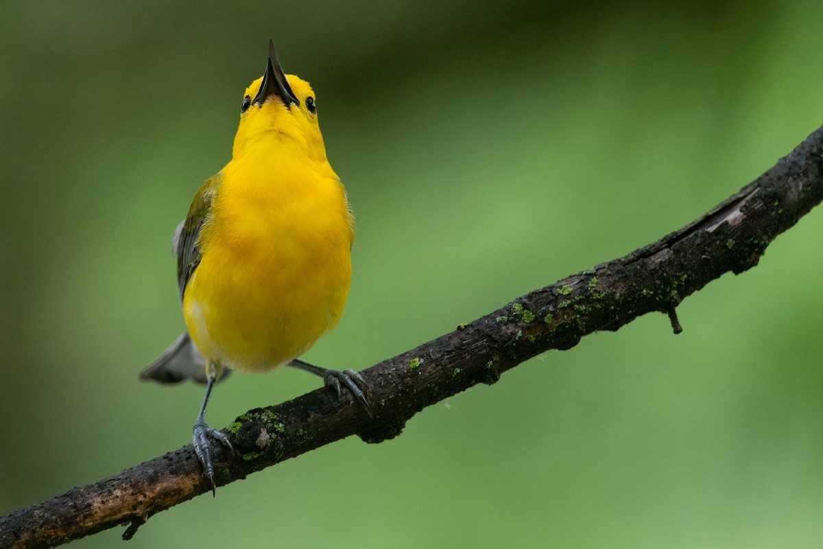 Prothonotary Warbler - ML631710257