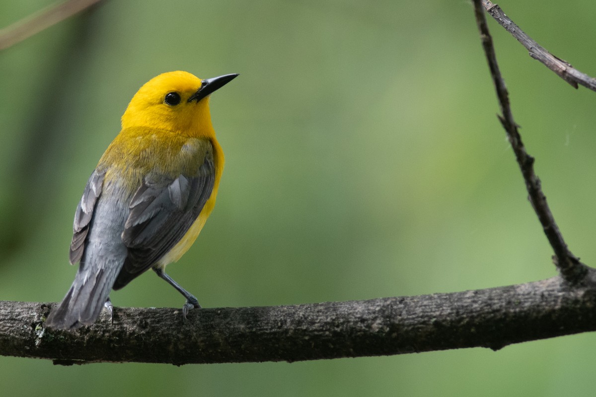 Prothonotary Warbler - ML631710260