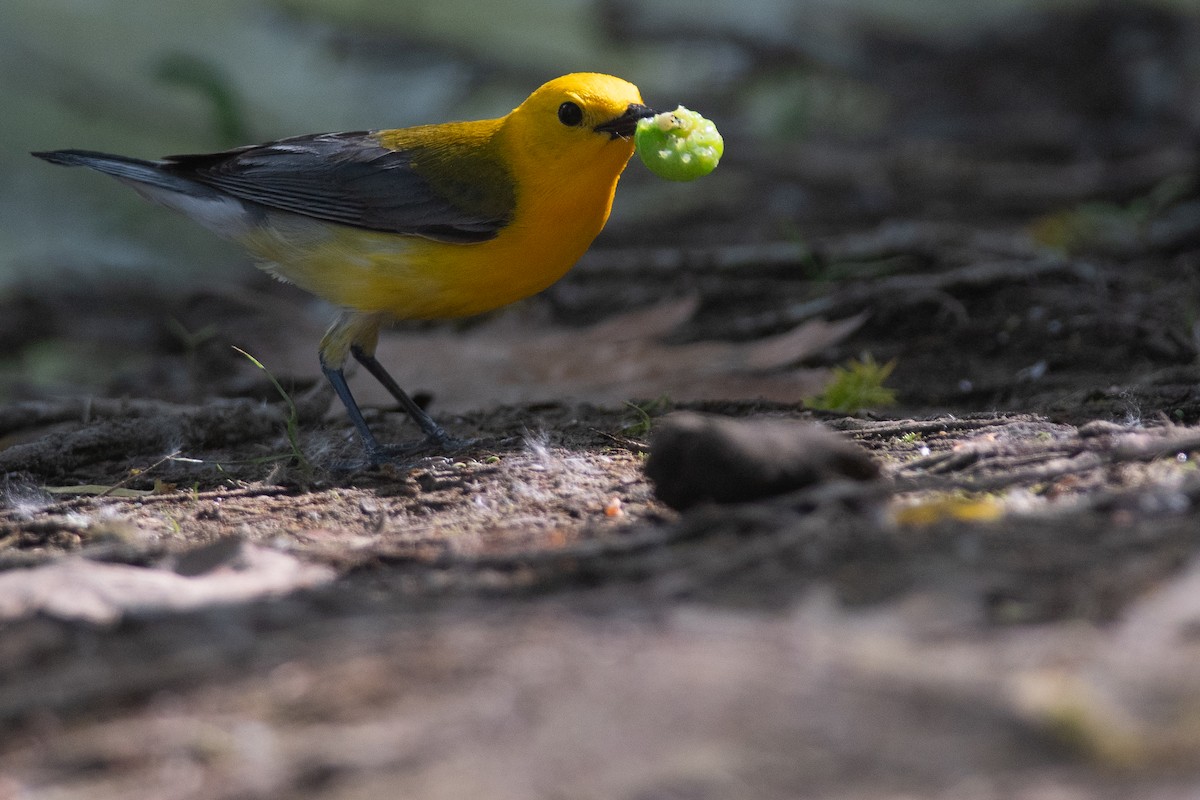 Prothonotary Warbler - ML631710261