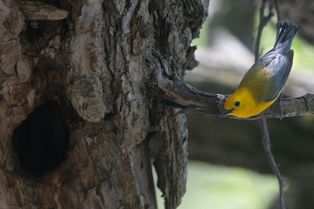 Prothonotary Warbler - ML631710263