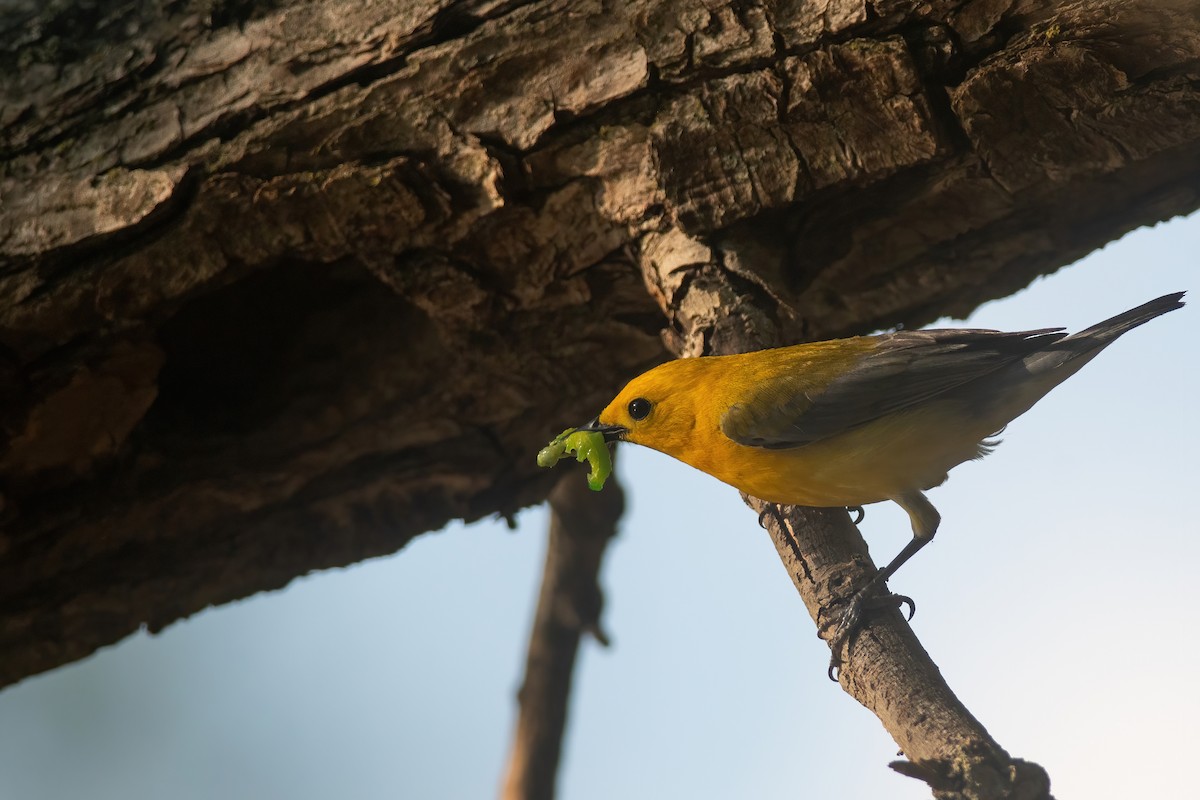 Prothonotary Warbler - ML631710270