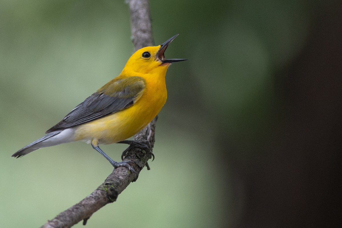 Prothonotary Warbler - ML631710273
