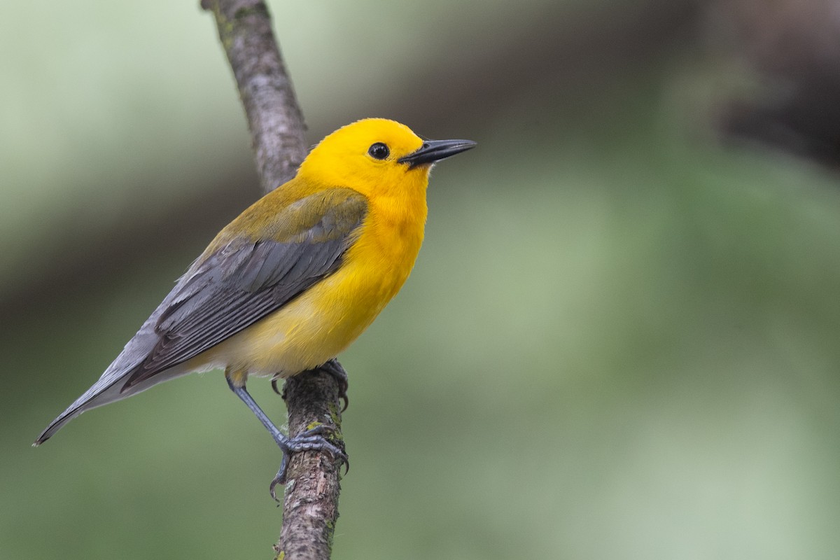 Prothonotary Warbler - ML631710275