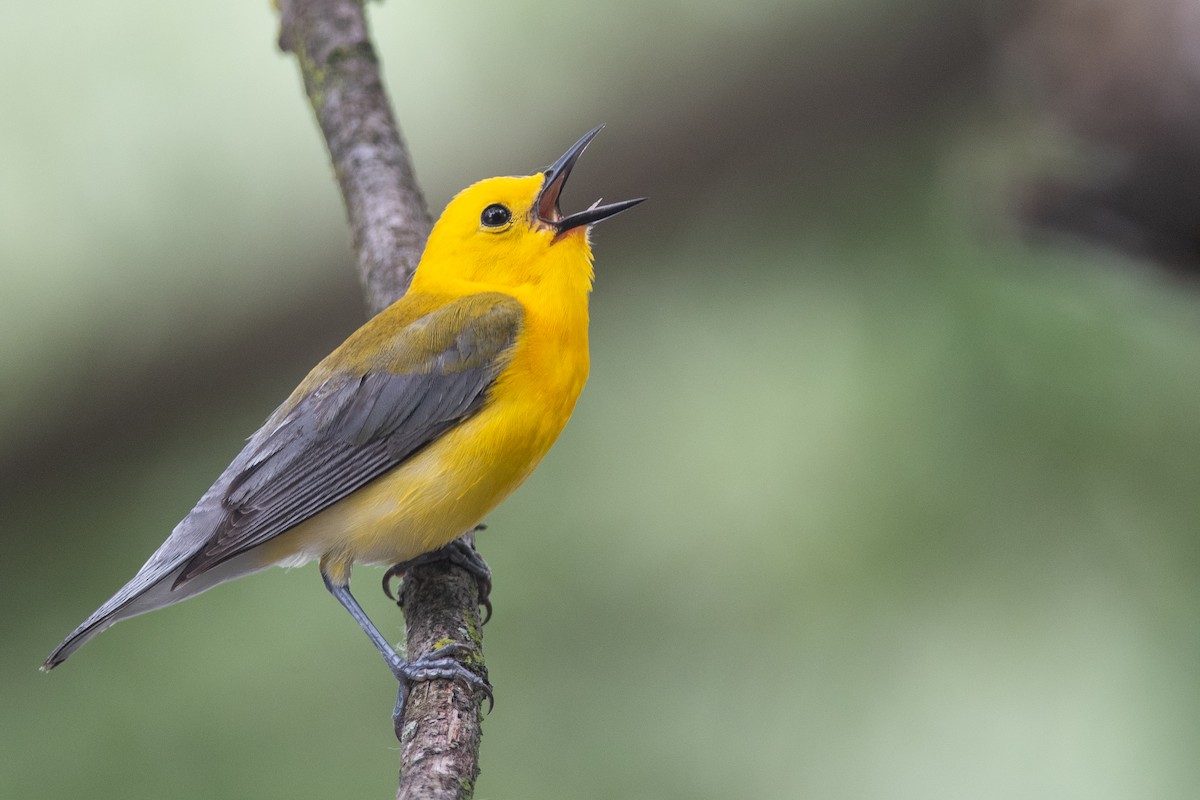Prothonotary Warbler - ML631710276
